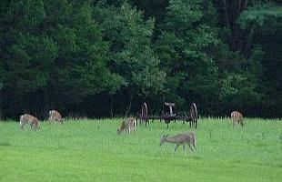 A bunch of deer on Wittenberg Road